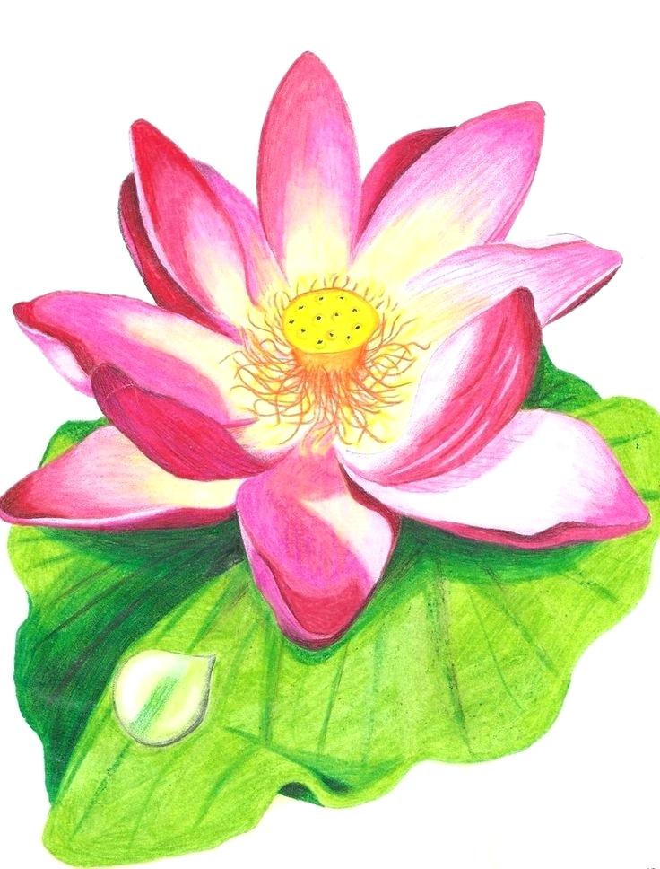 736x968 Drawing With Blue And Orange Colors Coloring Flowers Colored