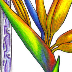 250x250 Colored Pencil Drawing