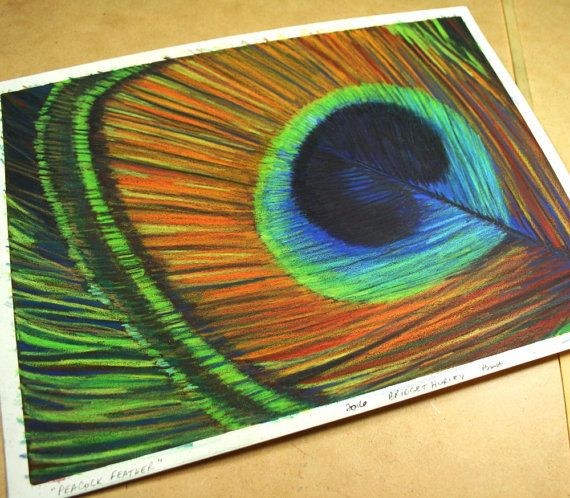 570x498 Peacock Feather Color Pencil Drawing Original