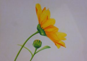 300x210 Flowers Drawing Colour