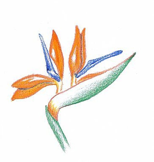 640x671 How To Shade With Colored Pencils Ehow