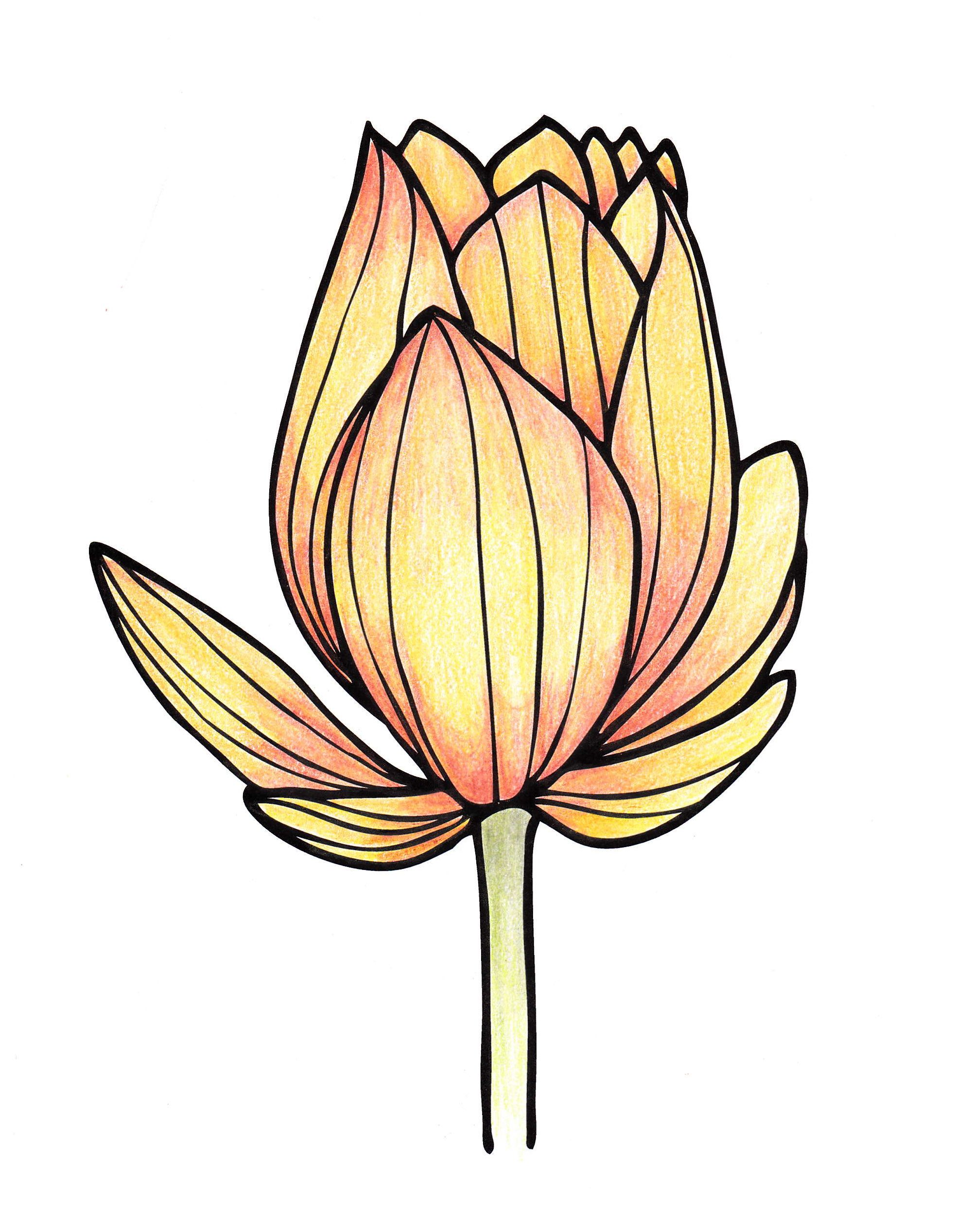 1992x2535 Orange Flower