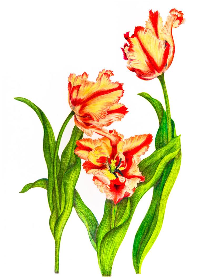 794x1059 parrot tulip nature colored pencil drawing reproduction fine etsy