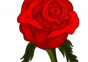 300x210 Rose Drawing Colour Drawing A Rose