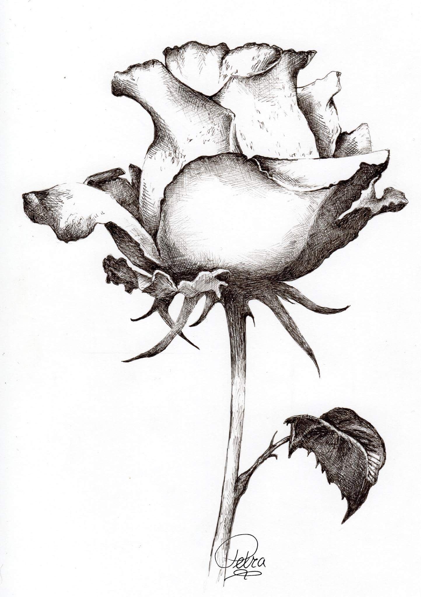 1443x2048 Pencil Drawing Of A Beautiful Rose Canvas Print Canvas Art