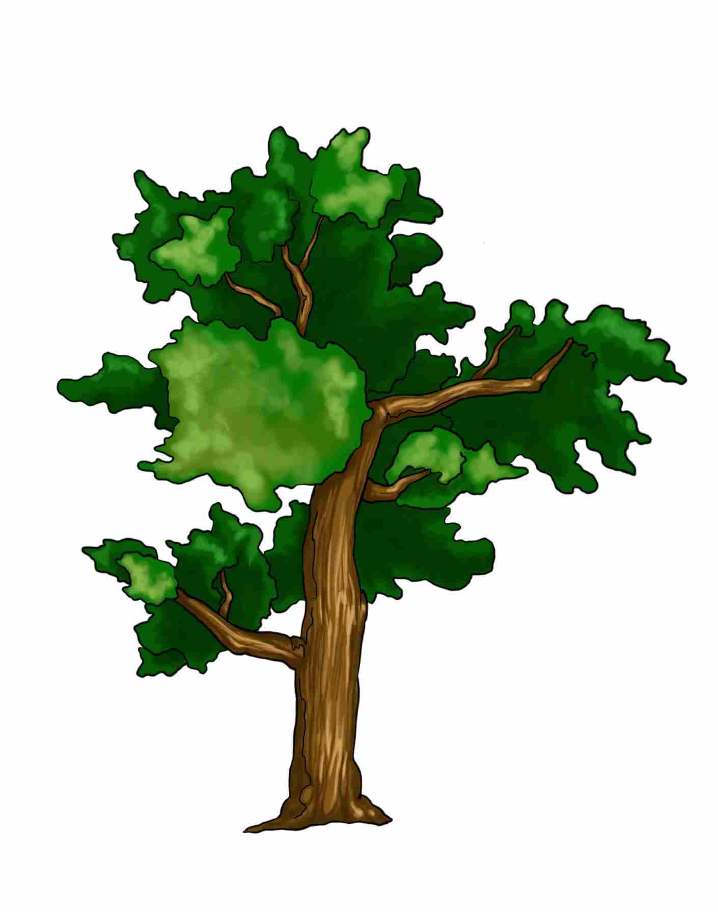 1410x1790 Realistic Tree Drawing Color Drawing Fine Art