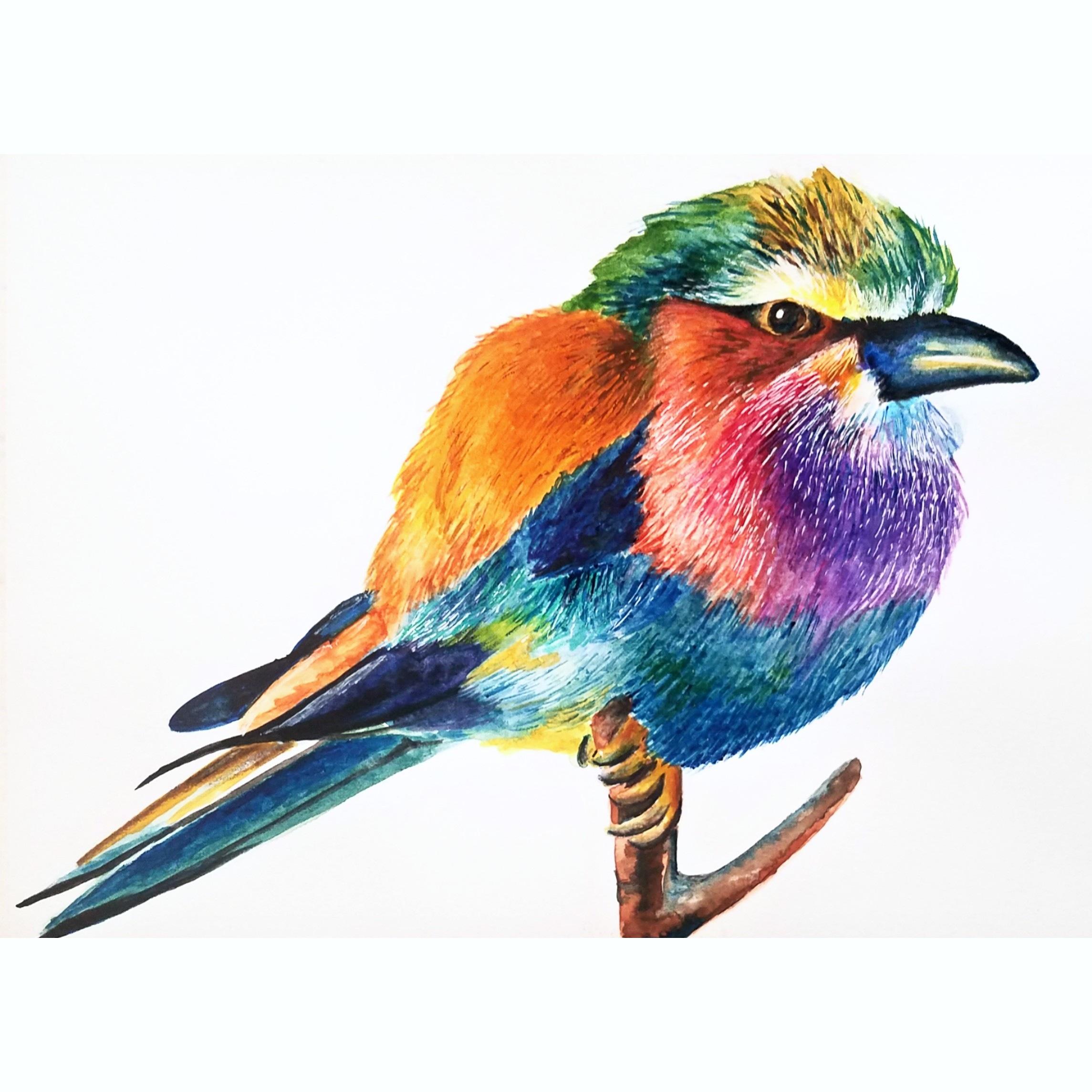 2289x2289 Colorful Bird, Watercolors Color Pencils Art