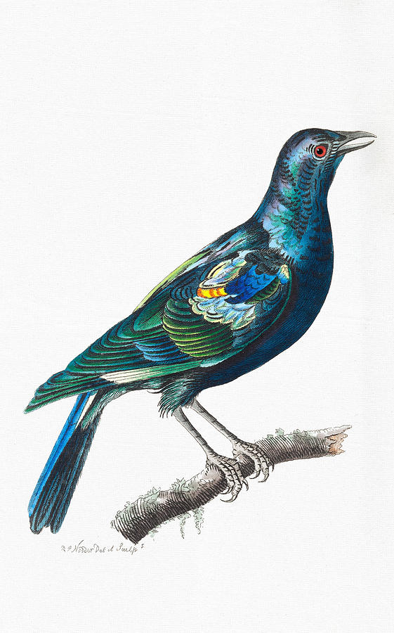 561x900 Red And Blue Colorful Bird Art