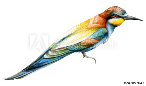 500x297 Beef A Bright Colorful Bird Watercolor Drawing Isolated Object
