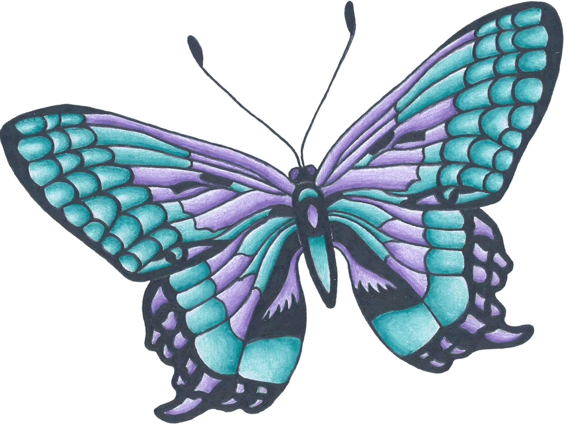 1894x1418 Collection Of Free Butterflies Drawing Color Download On Ui Ex