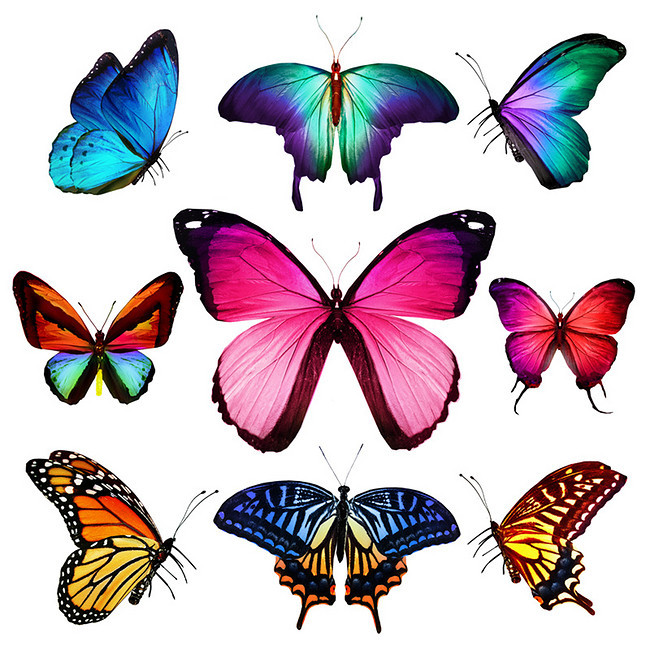 650x650 colorful butterfly hand drawing hd, hd, butterfly, colorful