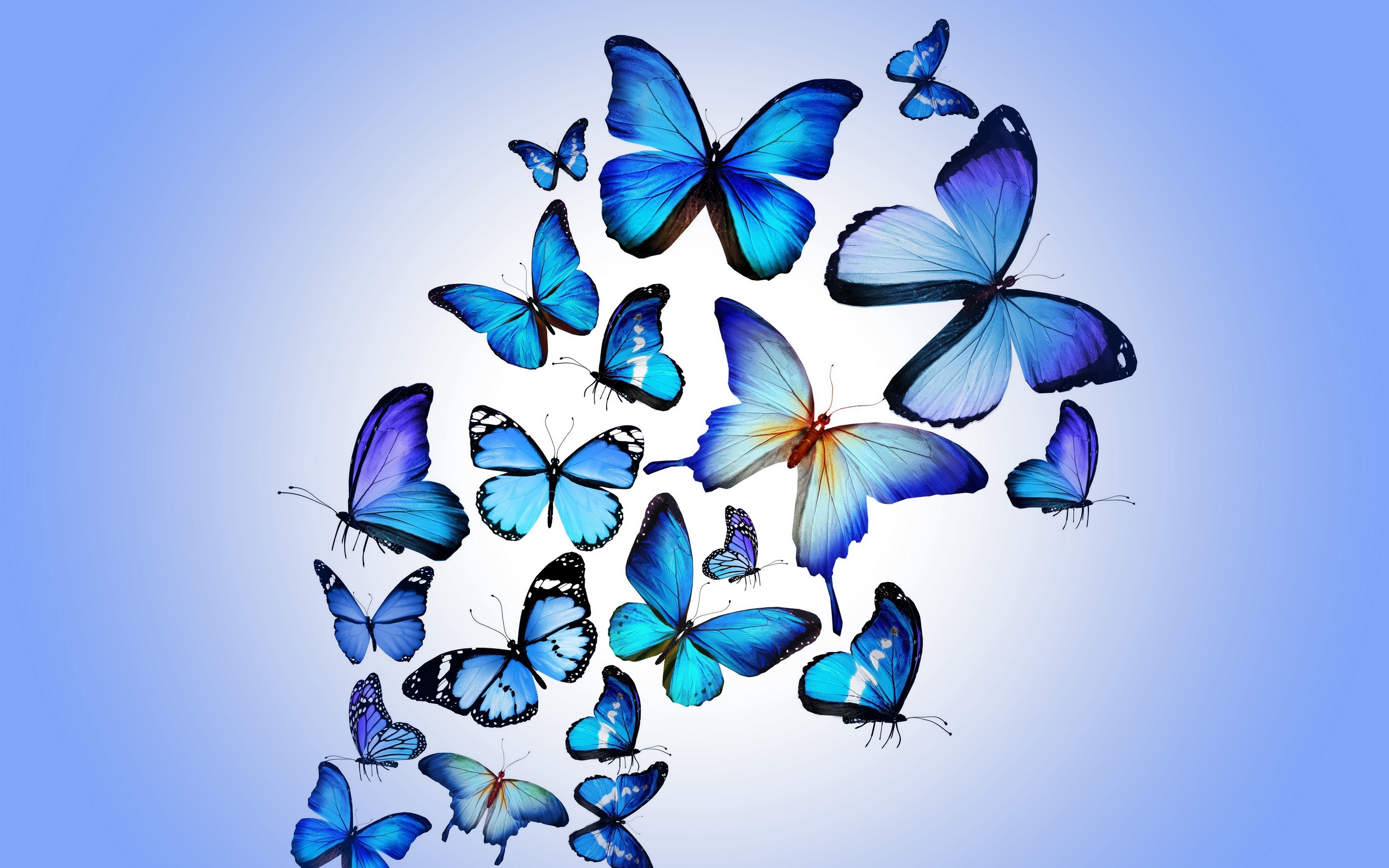 2560x1600 Download Wallpaper Butterfly, Colorful, Blue, Drawing