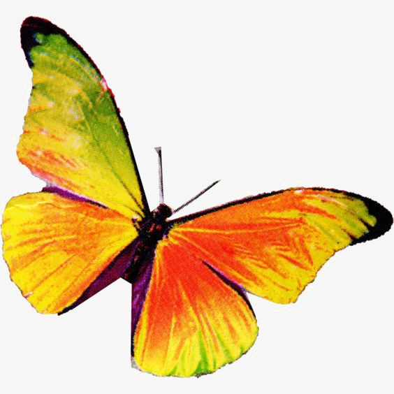 564x564 Drawing Butterfly, Butterfly Clipart, Colorful Butterfly, Yellow