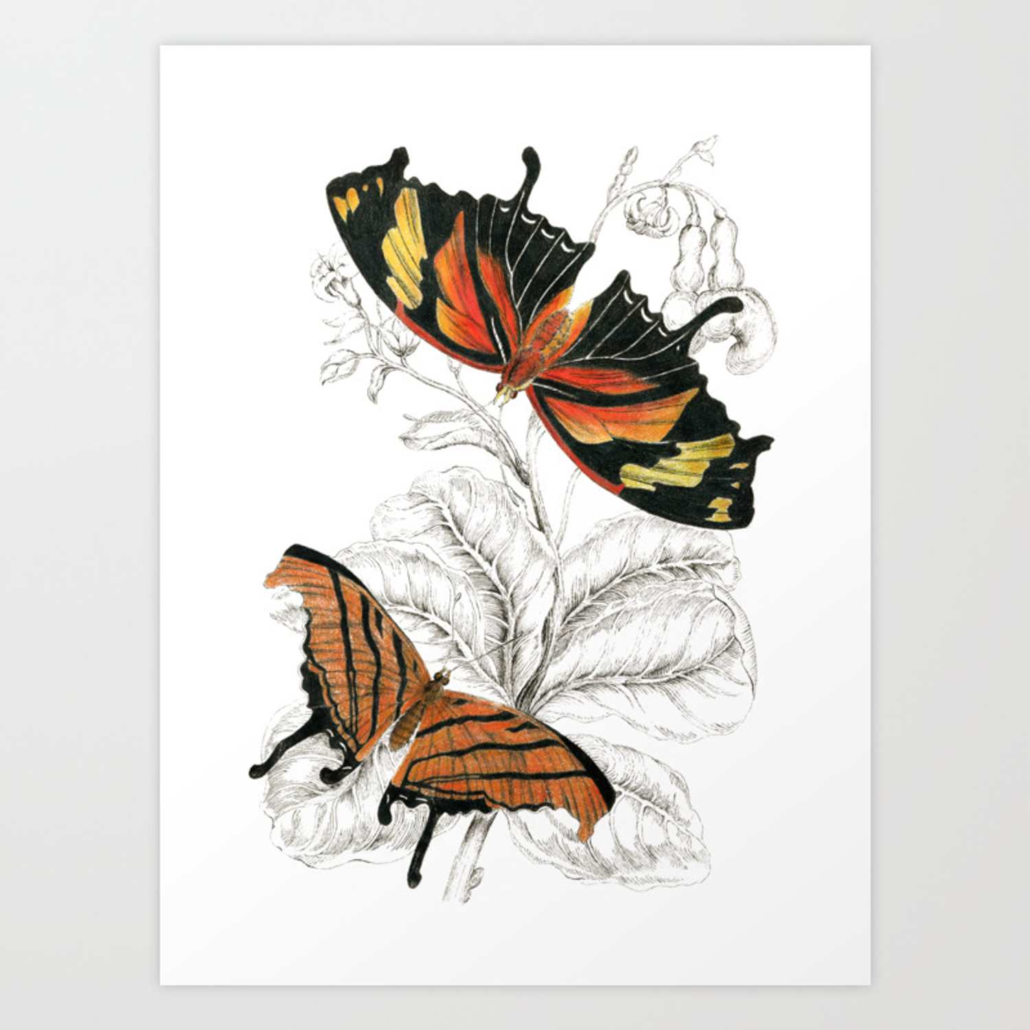 1500x1500 Scientific Colorful Butterfly Entomology Drawing Art Print