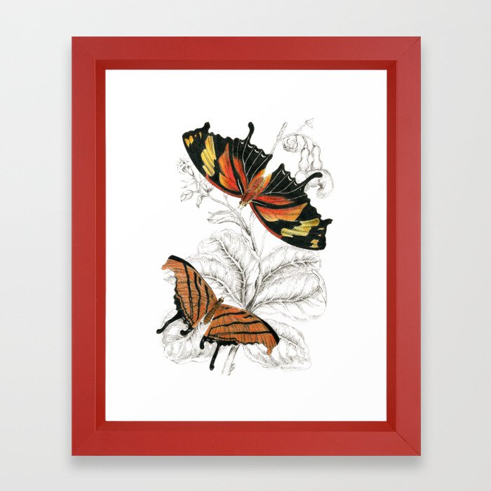 700x700 Scientific Colorful Butterfly Entomology Drawing Framed Art Print