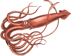 Colossal Squid Drawing | Free download on ClipArtMag