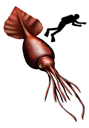 312x448 Colossal Squid