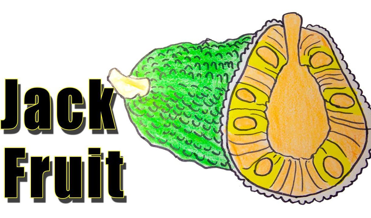 1224x720 Jackfruit Drawing Video Leaf Tree Fruit Unusual Set Of Mix Vector