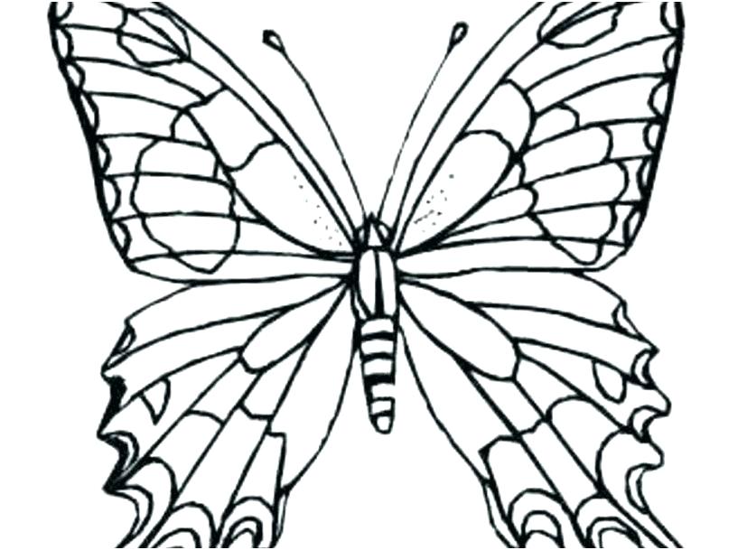 827x609 Butterfly Drawings Colour Butterfly Clip Art Best Free Clip Art