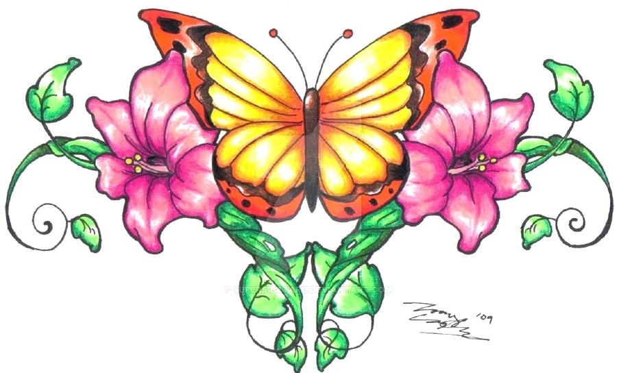 900x544 Butterfly Drawings Colour Butterfly Vines In Color