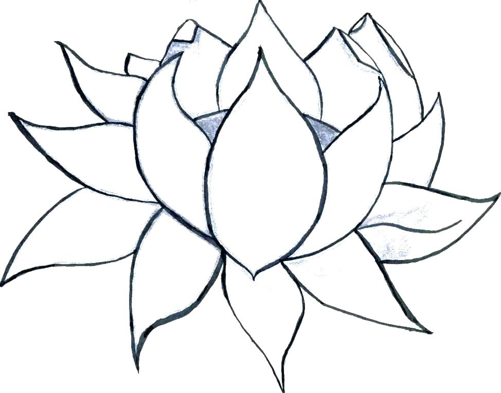 974x765 Colour Drawing Pictures Of Flowers At Free For Colored Pencil