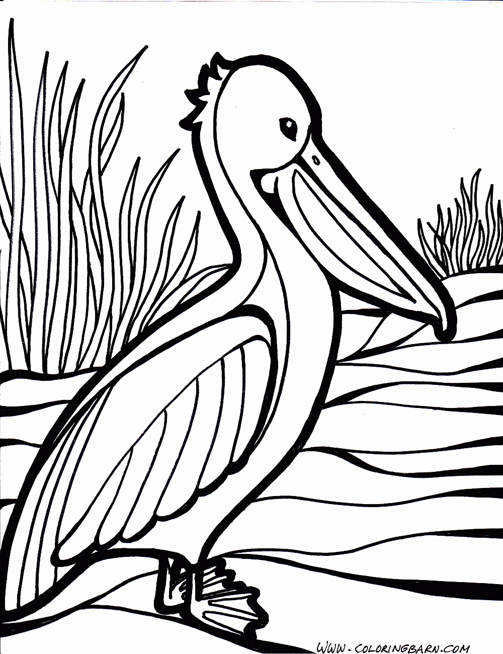 1000x1300 Pelican Coloring