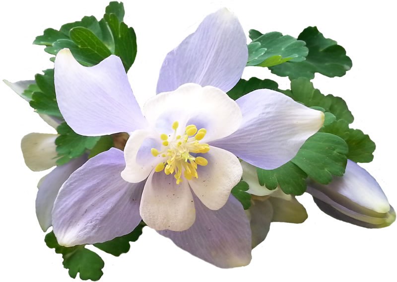 800x568 columbine drawing pencil flower