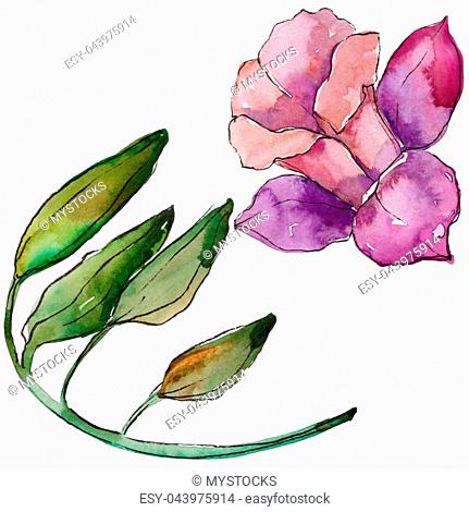 431x470 drawing columbine plant stock photos and images age fotostock