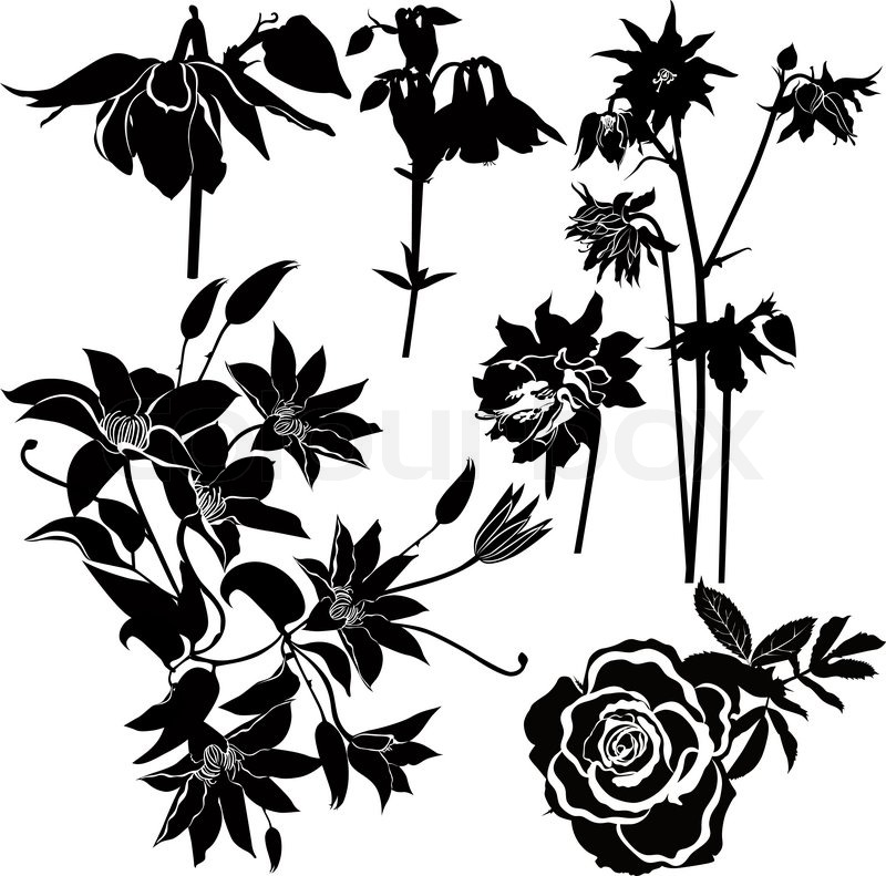 800x791 flowers of clematis, roses, columbine stock vector colourbox