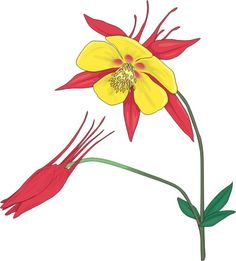 236x261 gallery for gt columbine flower clip art flower