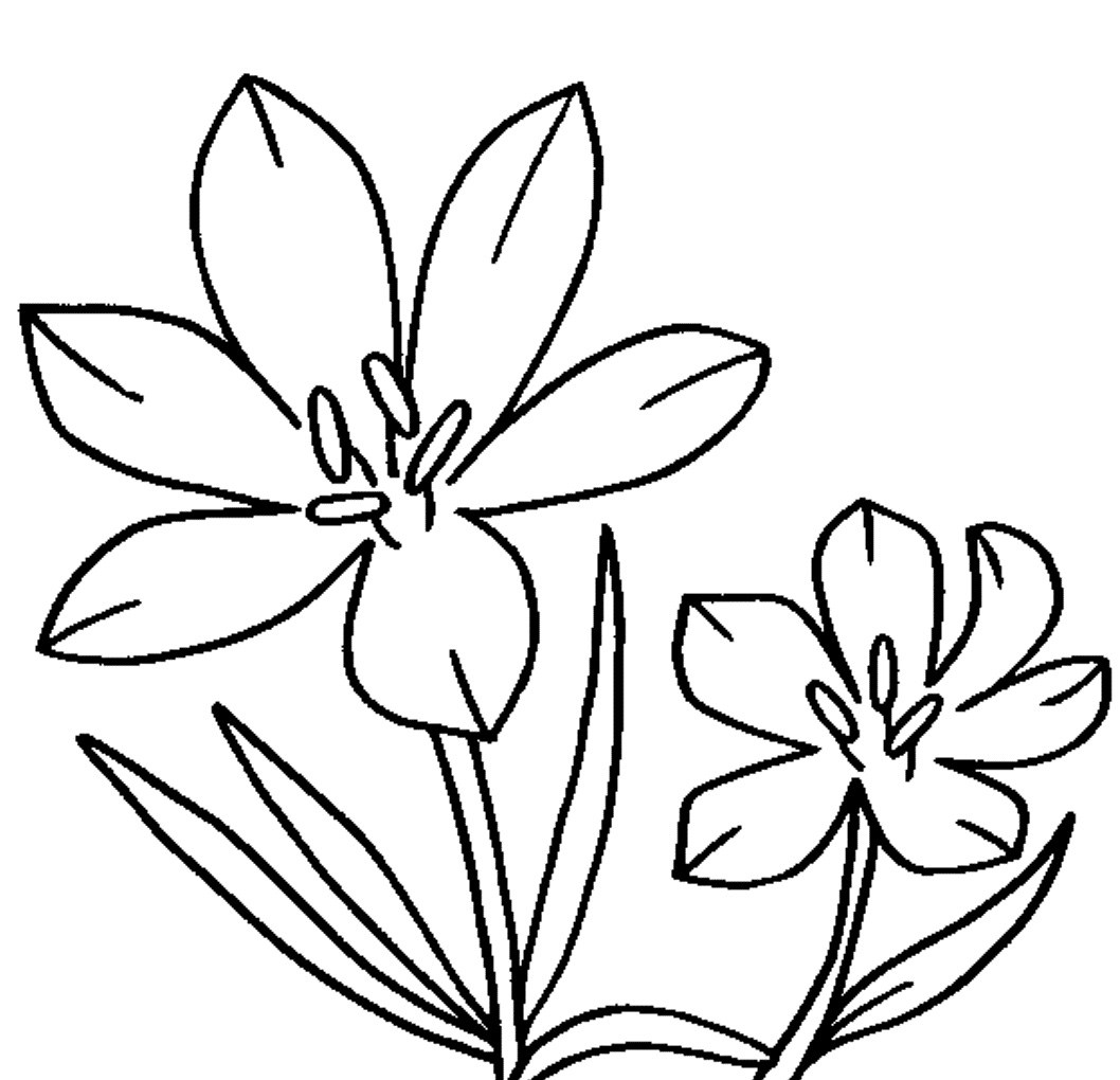 1058x1020 Jasmine Flower Images For Drawing