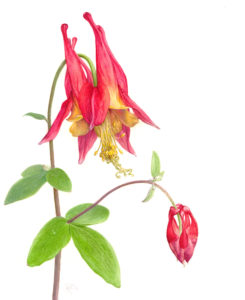 245x300 Museum Of Nature Finding Art In Plants Is A Journey Of Natural