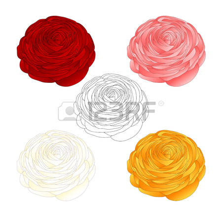 450x450 ranuncula clipart columbine flower
