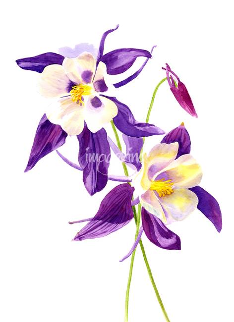 472x650 stunning columbine flower painting reproductions for sale
