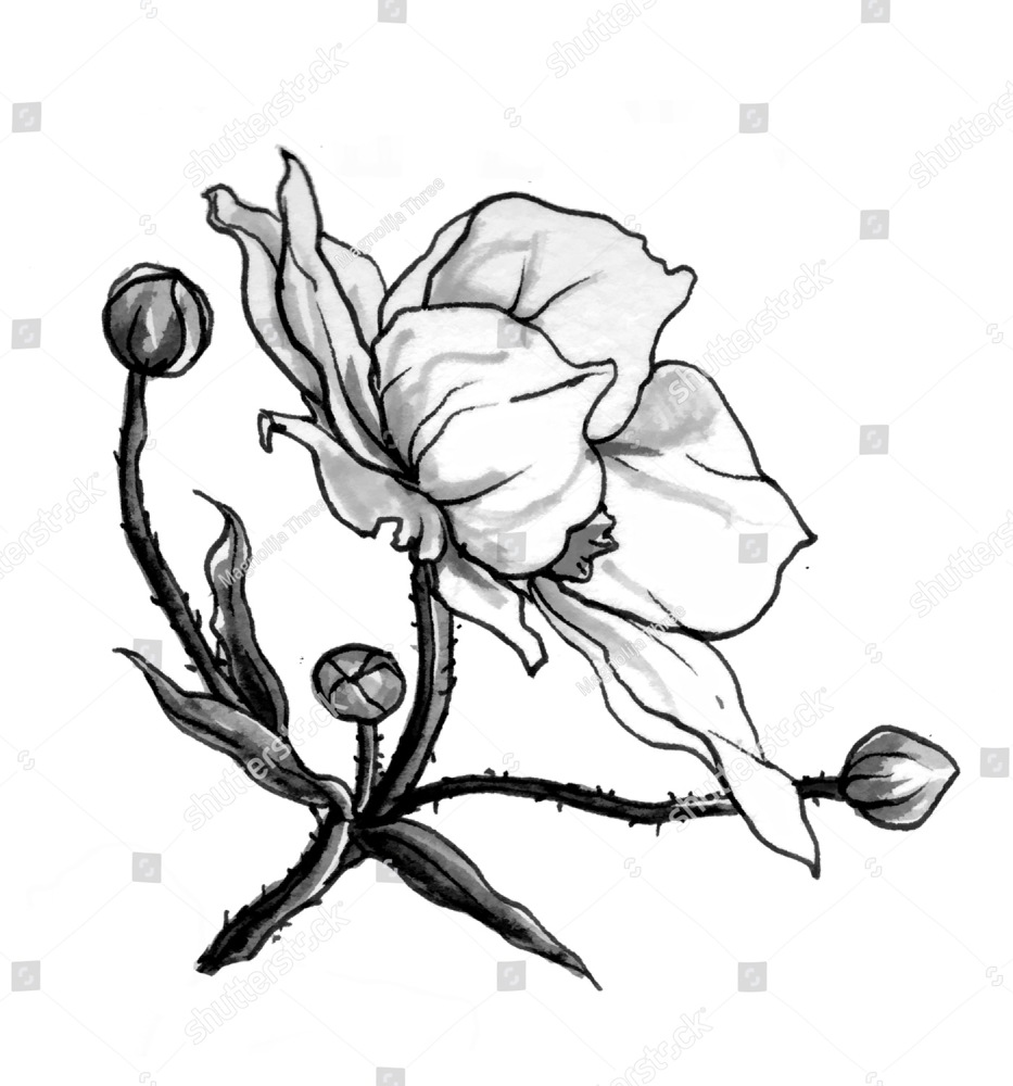 933x1000 white anemone flower isolated on white background hand drawn