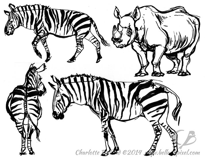 720x556 Columbus Zoo Zebras And A Rhino Bellandpixel