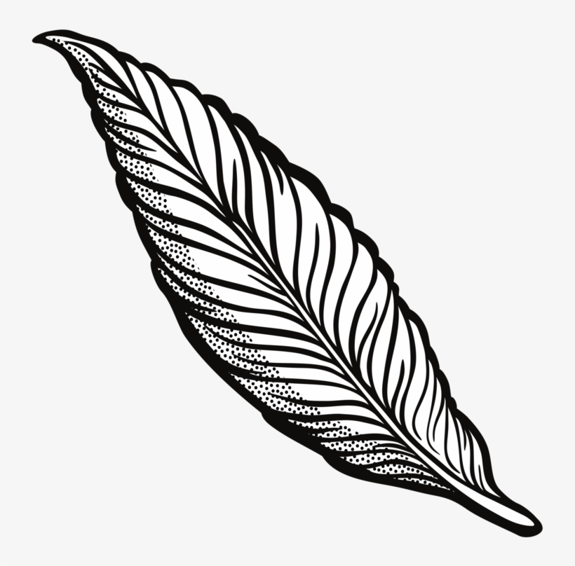 820x808 Feather Drawing Line Art Quill Cartoon