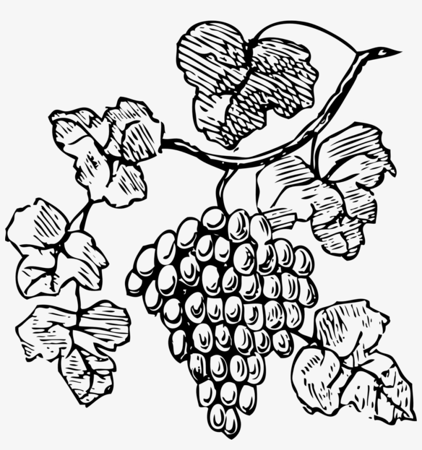 820x875 Common Grape Vine Red Wine Drawing