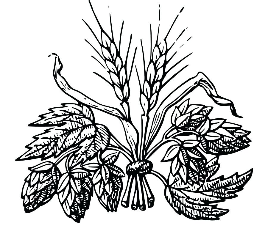 900x760 hops clip art mdma