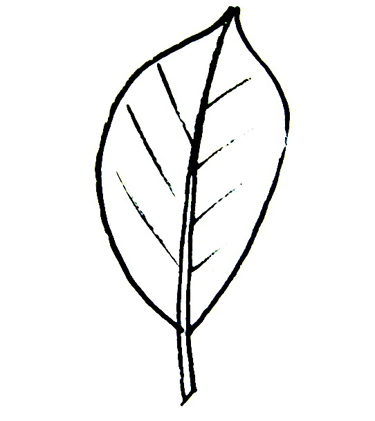 542x608 Leaf Templates For Kid's Crafts