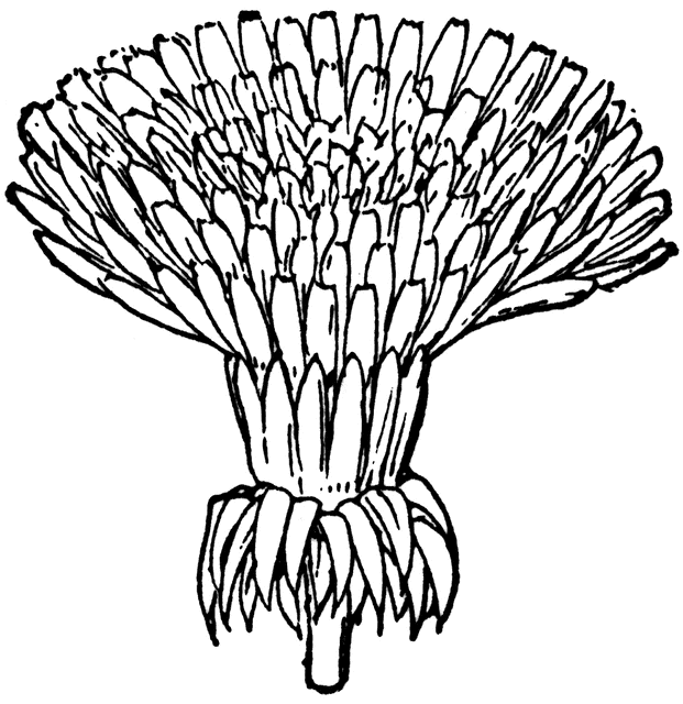 621x640 Composite Clipart Etc