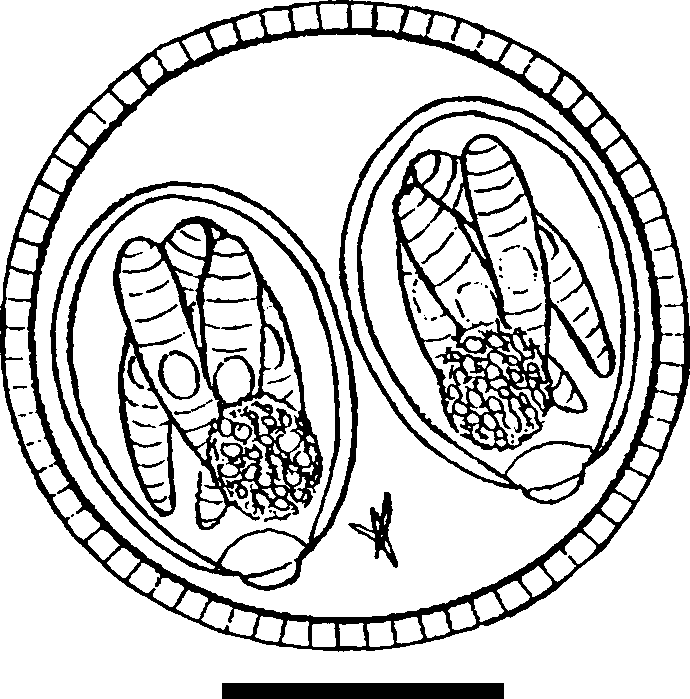 690x699 Composite Line Drawing Of Sporulated Oocyst Of Isospora