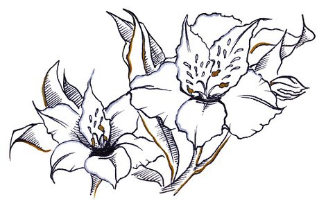 470x300 Monochrome Pair Flower Alstroemeria Composition Line Art Premium