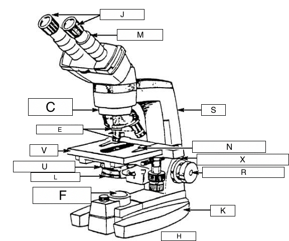 Compound Light Microscope Drawing | Free download on ClipArtMag