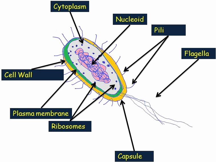 756x568 Labeled Microscope Diagram Elegant Collection Of Pound