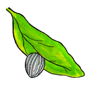 300x292 Butterfly Life Cycle Project