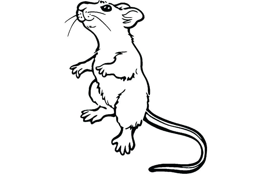 900x580 Easy To Draw Rat Lali