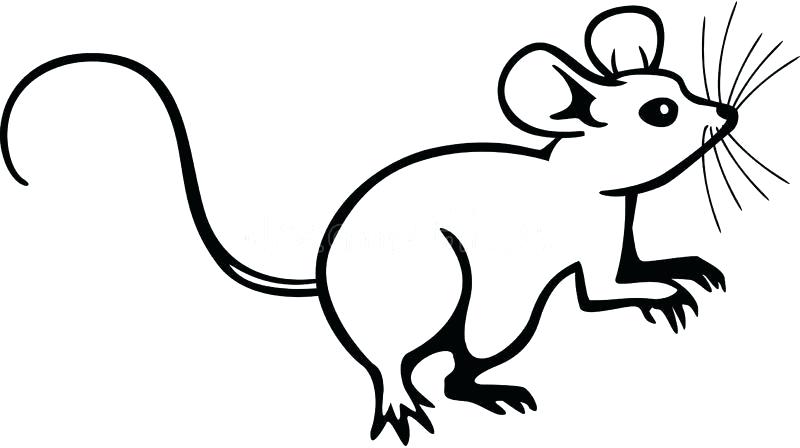 800x448 Drawing Of A Mouse Running