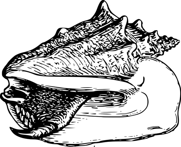 600x487 Conch Free Vector In Open Office Drawing