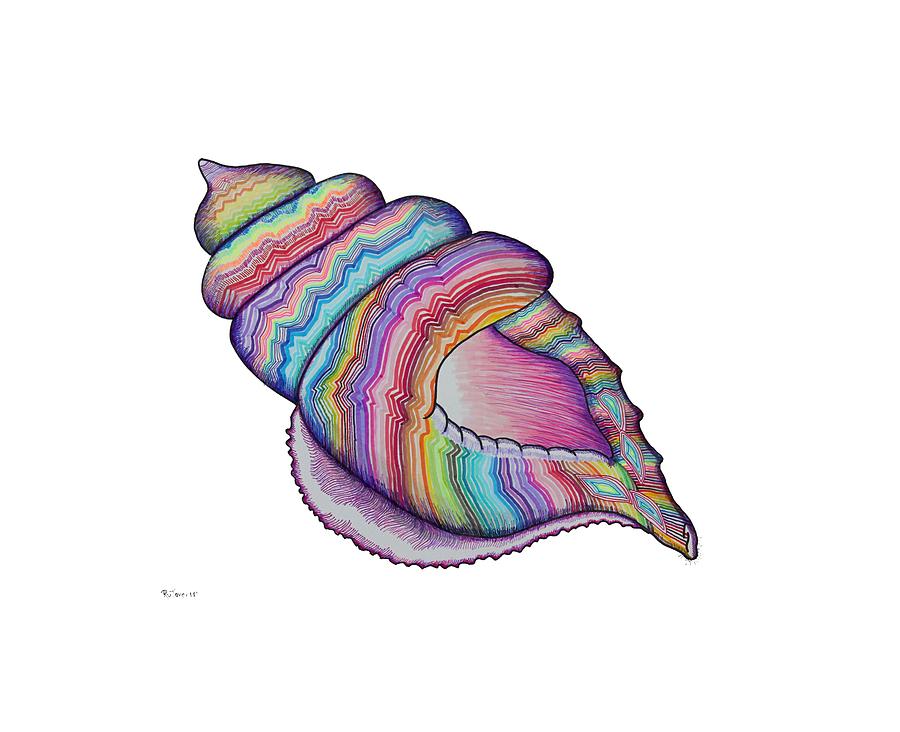 900x732 Conch Shell Drawing